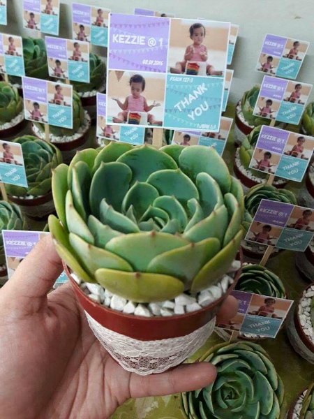 Mommy Earth Succulent Givewaways