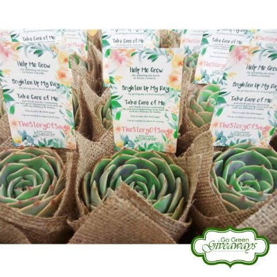 Go Green Giveaways supplies Succulent giveaways for Binyags, Birthdays, Weddings, and event Corporate Events