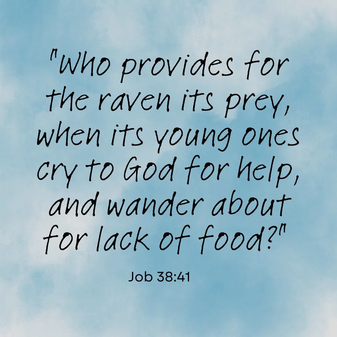 Job 38:41